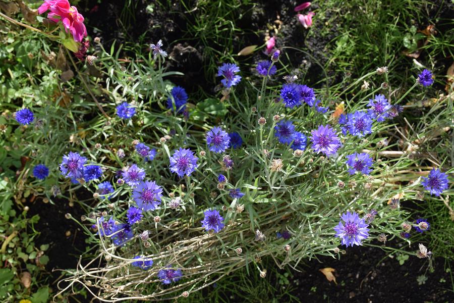 f:id:aloe5959:20191117145743j:plain f:id:aloe5959:20191117145743j:plain