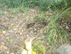 f:id:aloha_4649:20101116223158j:image:left