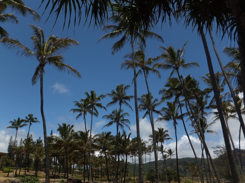 f:id:alohaanuenue:20131227232900j:image