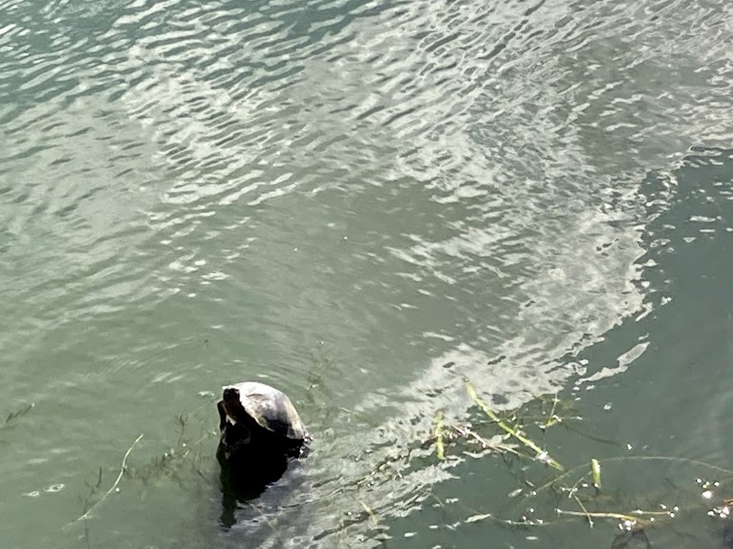 f:id:alohamakanani:20201112122049j:plain