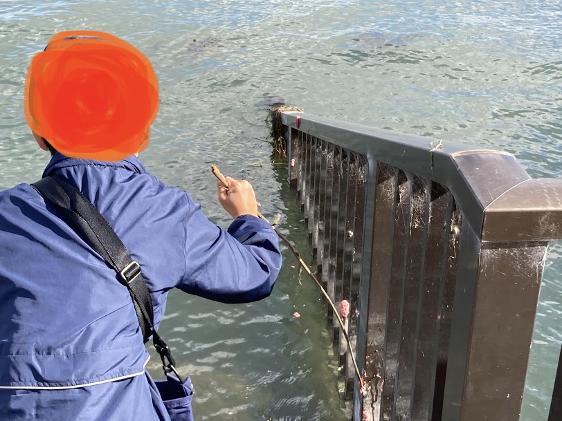 f:id:alohamakanani:20201112152049j:plain