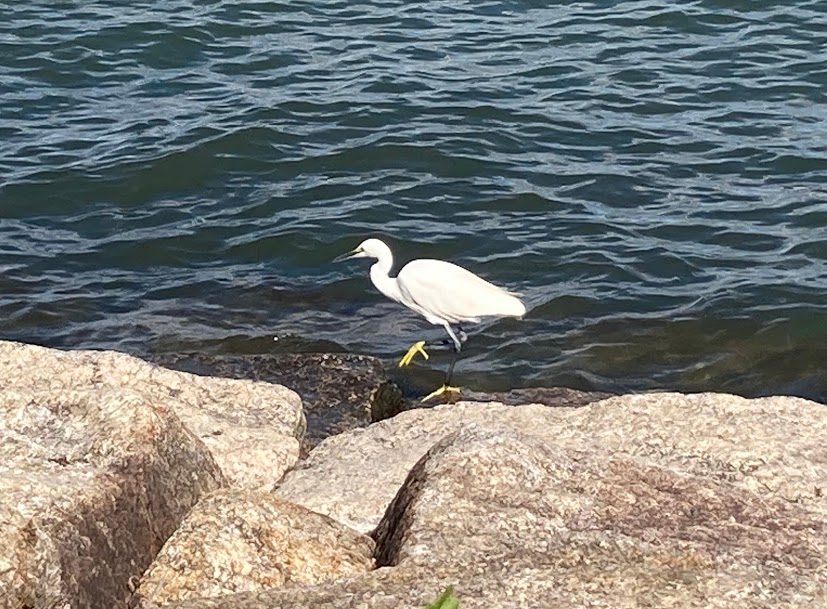 f:id:alohamakanani:20201112154308j:plain