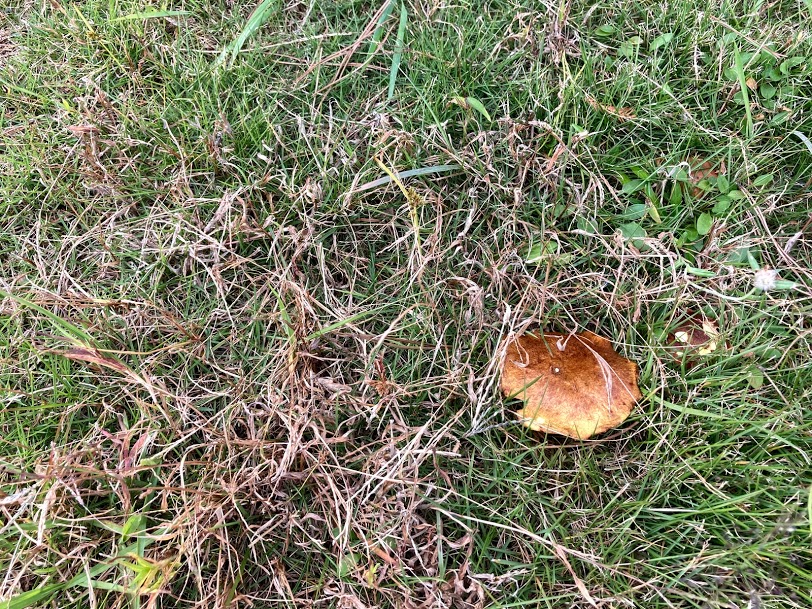 f:id:alohamakanani:20201112162326j:plain