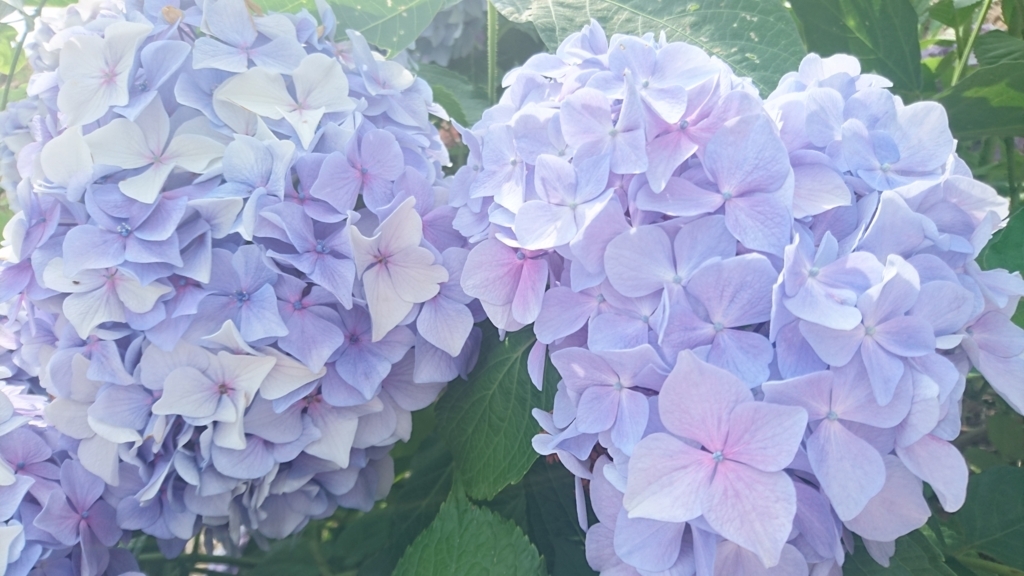 f:id:alomalino:20180624220333j:plain