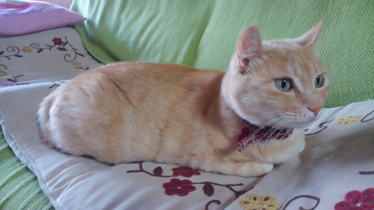 f:id:alovesun:20160612224716j:plain