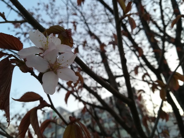 f:id:alovesun:20180426220524j:image