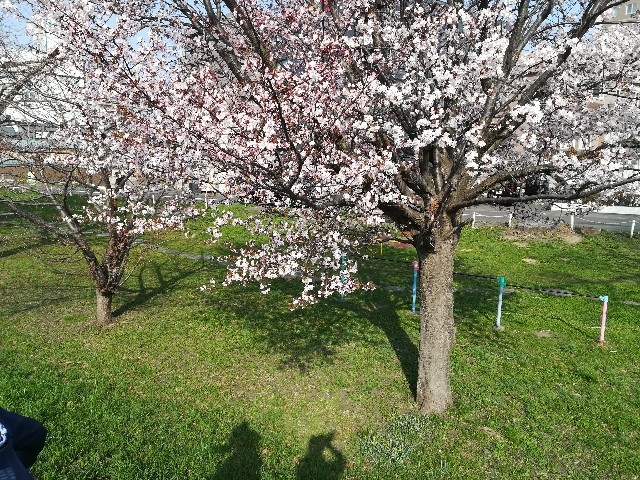 f:id:alovesun:20180429214301j:image