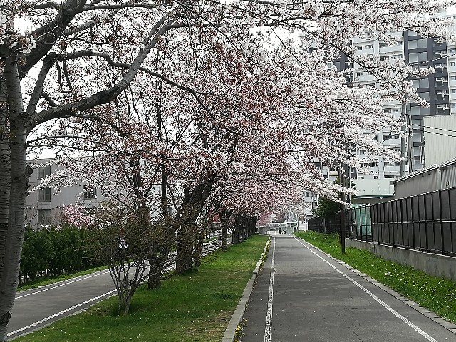道マラへの道 湯 春 白石サイクリングロードで大轟沈 の巻 Alovelog