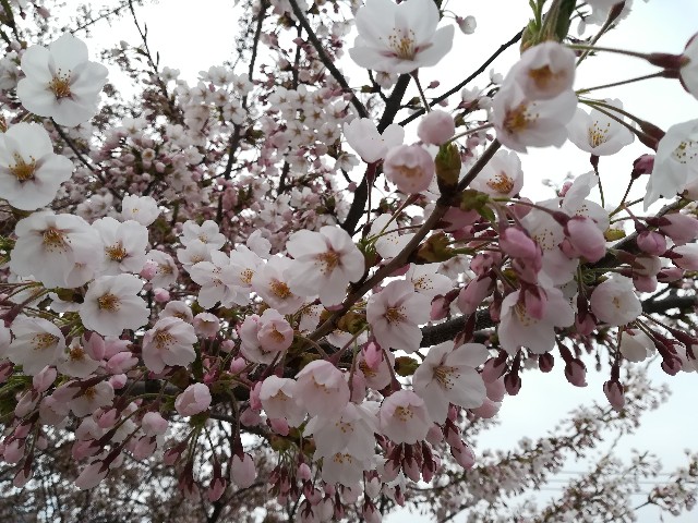 f:id:alovesun:20180430155036j:image