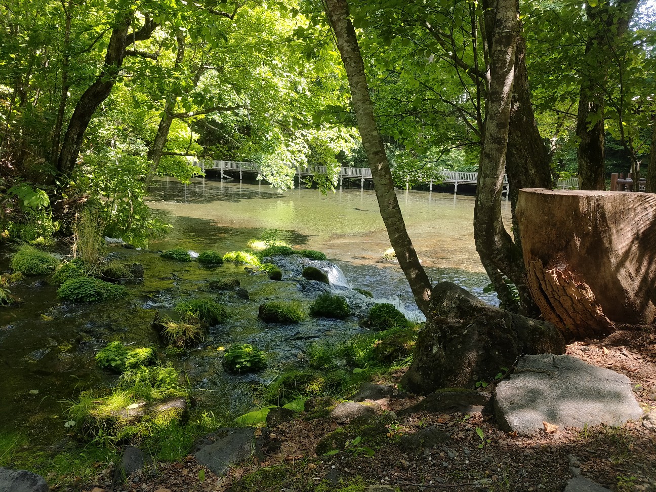 f:id:alovesun:20200705215225j:image f:id:alovesun:20200705215225j:image