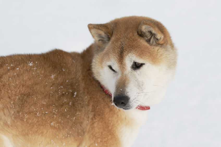 f:id:alpaca-san:20180118124234j:plain f:id:alpaca-san:20180118124234j:plain