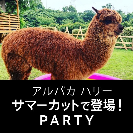 アルパカハリー サマーカットで登場パーティー開催 参加者受付中 Alpacapaca Balloonshop S Blog