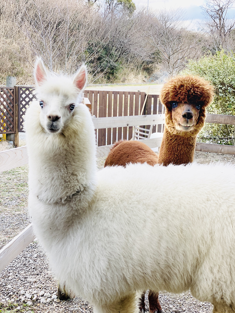 Cmや広告の撮影にぜひ アルパカはキュートでインパクトばっちり Alpacapaca Balloonshop S Blog Cmや広告の撮影にぜひ アルパカはキュートでインパクトばっちり Alpacapaca Balloonshop S Blog