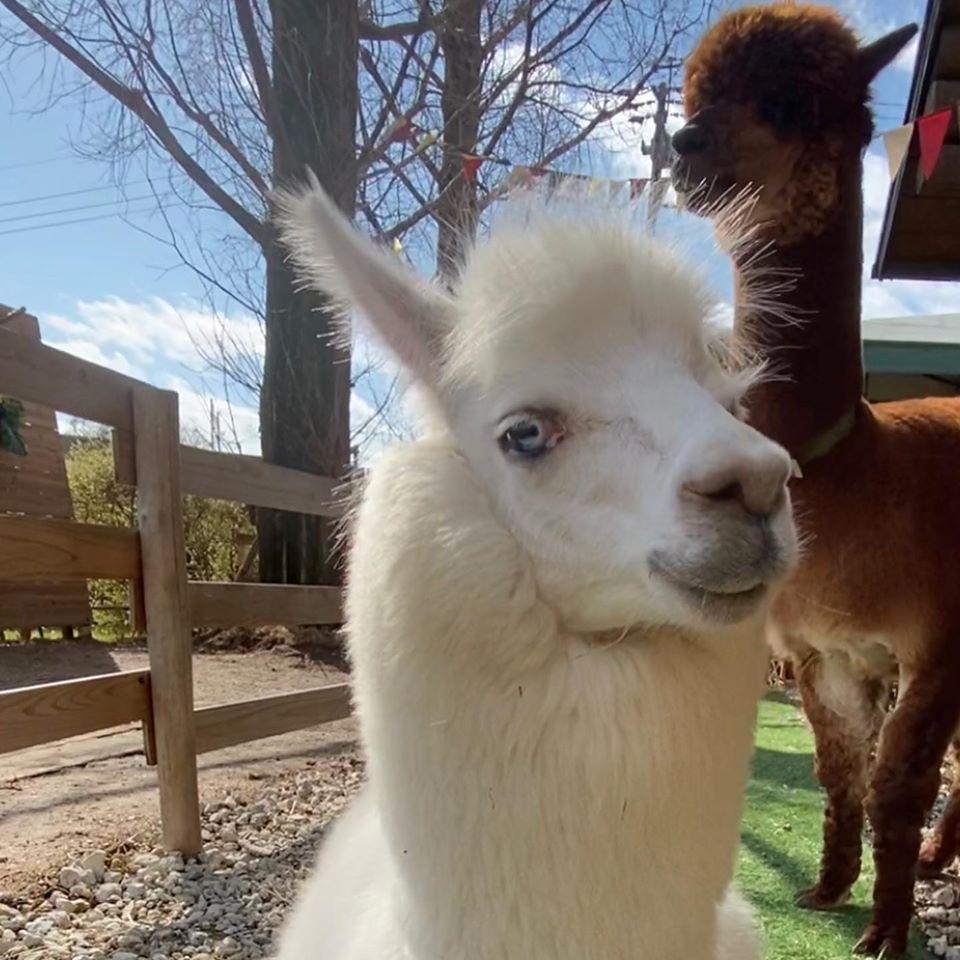 楽天市場】抱き枕 ぬいぐるみ 大きい かわいい アルパカ 特大 妊娠中 クッション 動物 キッズ プレゼント 子供部屋 インテリア 癒やし系 妊婦  抱き 枕 背クッション 抱きぐるみ ねむねむ そのまんまアルパカ 抱き枕 130cm 圧縮袋付 HA-BPAP-130 : キャラッツ楽天市場店 ..., image size:960x960