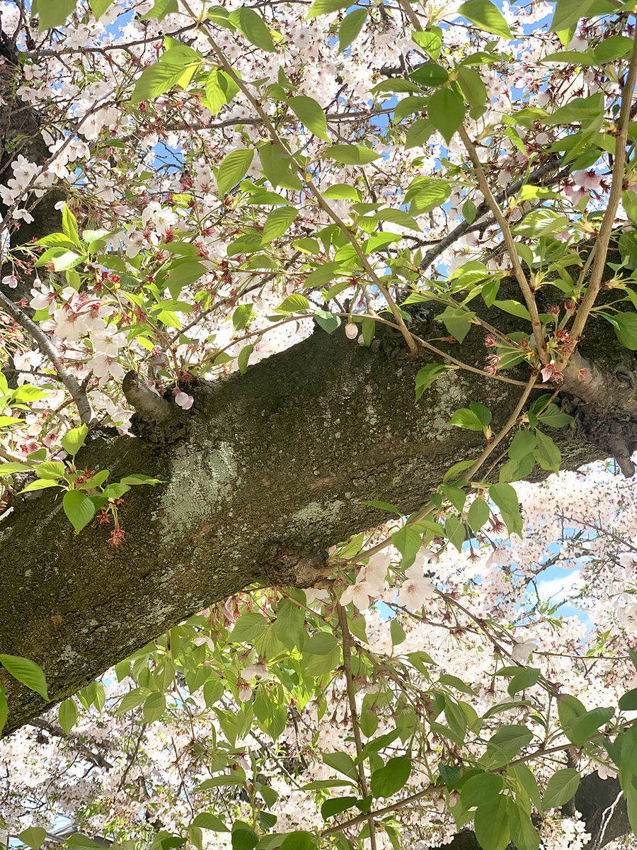 f:id:alpanda:20190416025138j:plain