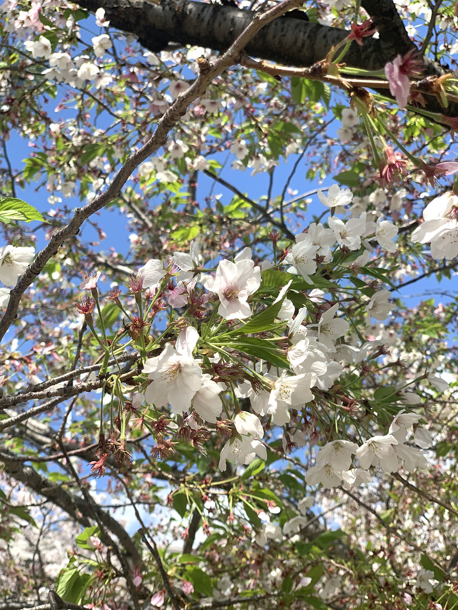 f:id:alpanda:20190416025148j:plain