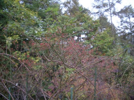 f:id:alpenflora:20101013153632j:image