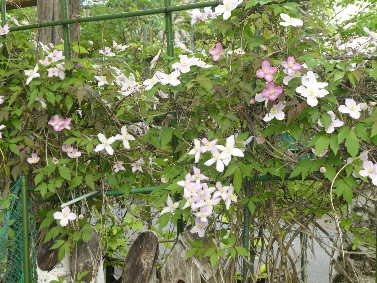 f:id:alpenflora:20190605164610j:plain f:id:alpenflora:20190605164610j:plain