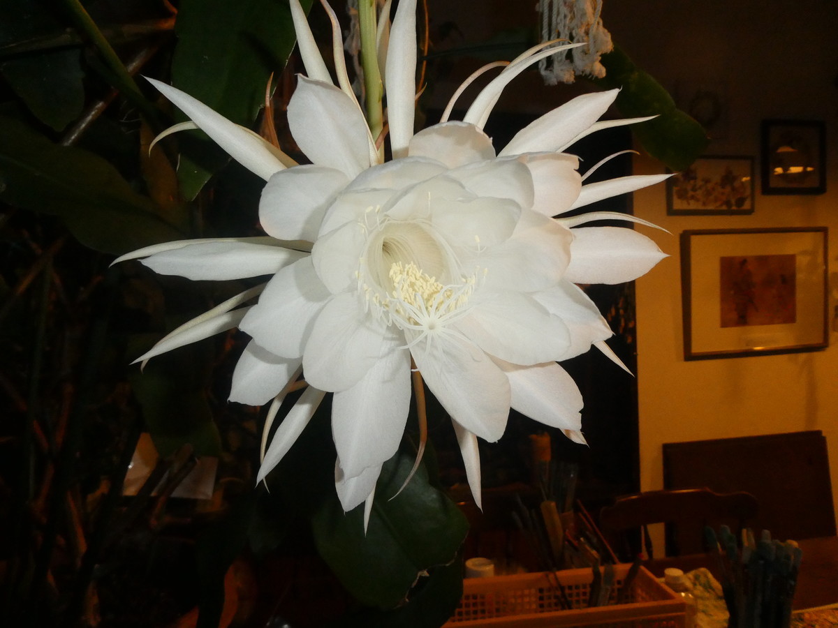 f:id:alpenflora:20210823200957j:plain
