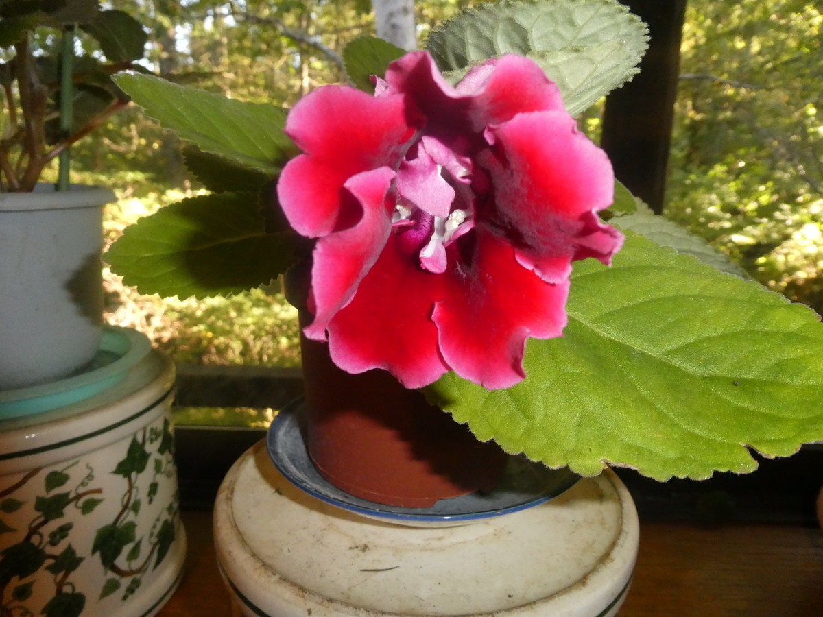 f:id:alpenflora:20210919155823j:plain