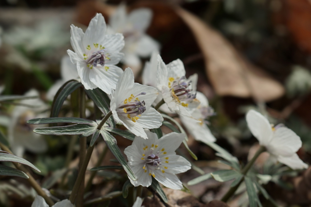 f:id:alpha_image:20180311135954j:plain f:id:alpha_image:20180311135954j:plain