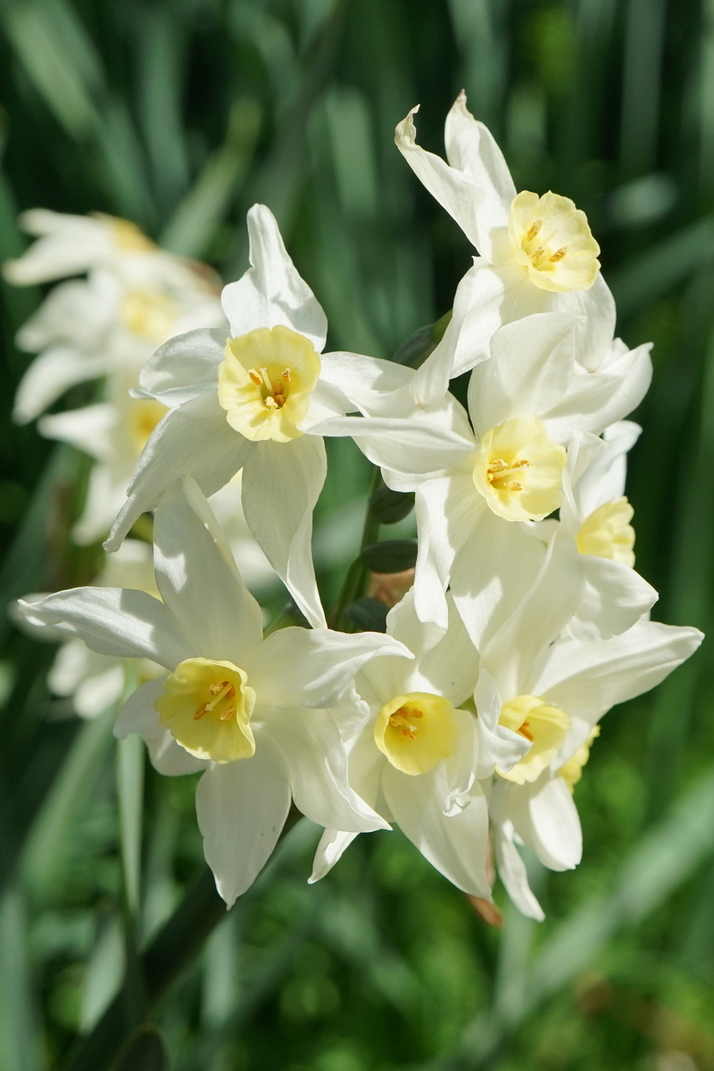 f:id:alpha_image:20190321154840j:plain f:id:alpha_image:20190321154840j:plain