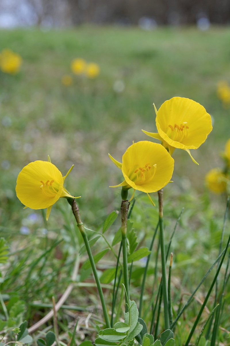 f:id:alpha_image:20190321155135j:plain f:id:alpha_image:20190321155135j:plain