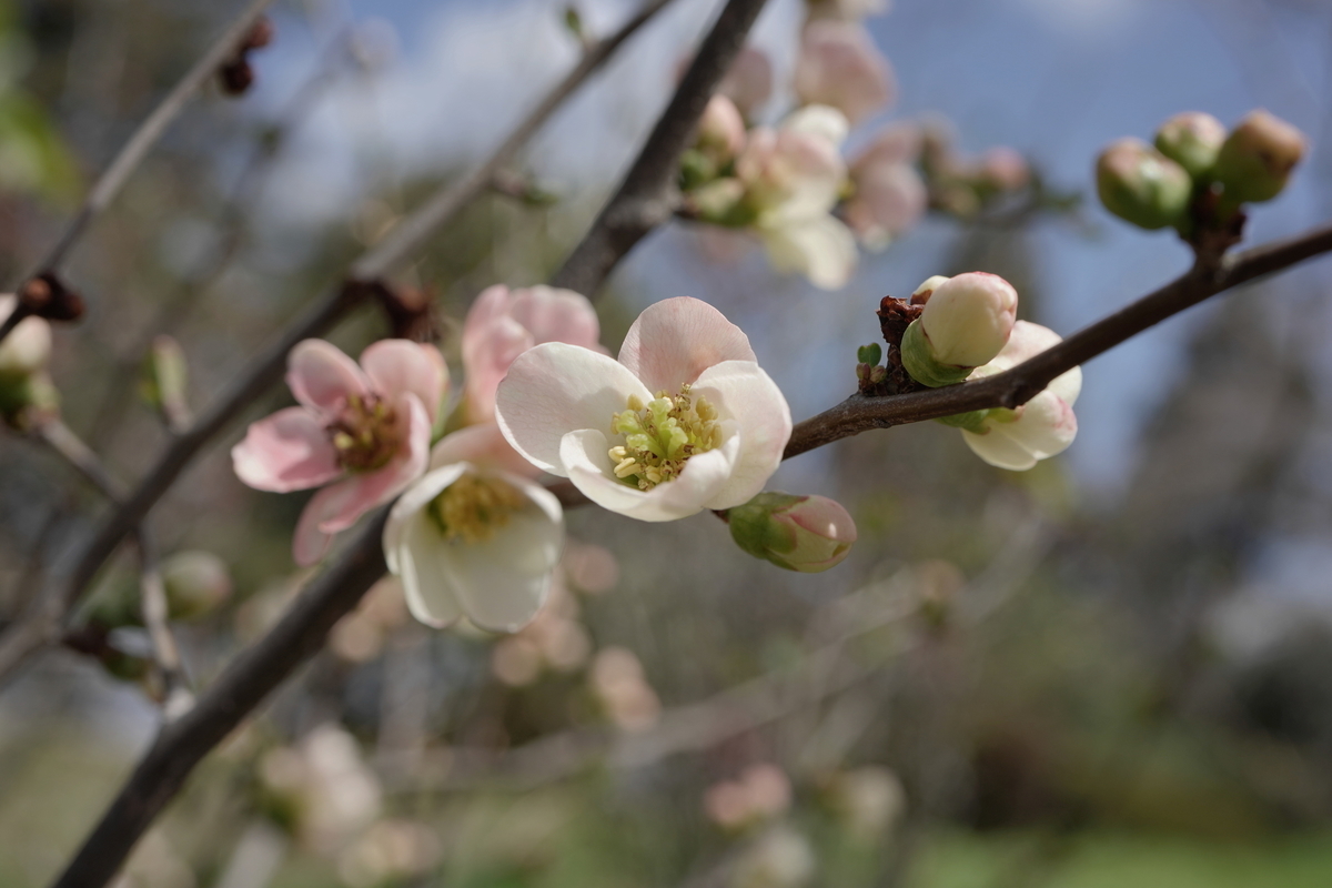 f:id:alpha_image:20190321155431j:plain f:id:alpha_image:20190321155431j:plain