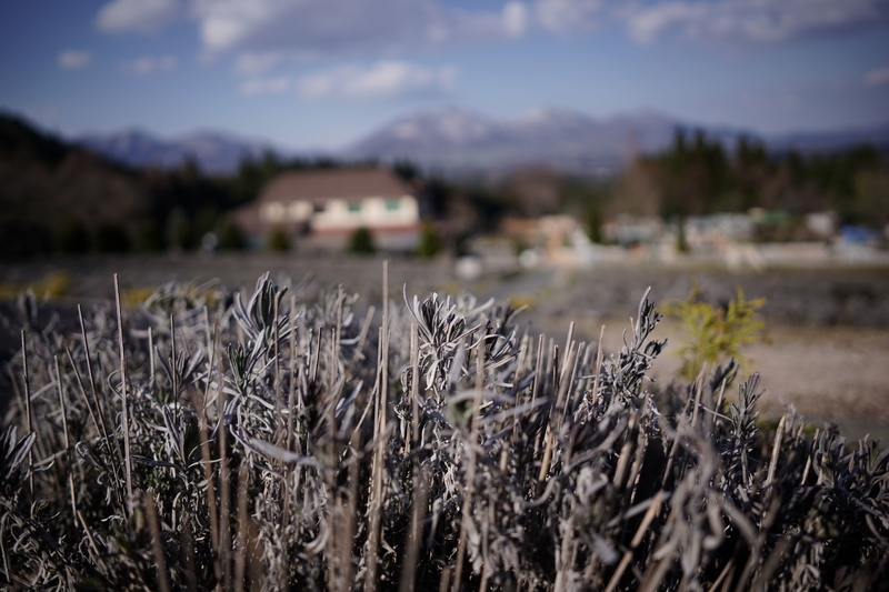 f:id:alpha_image:20190414203703j:plain