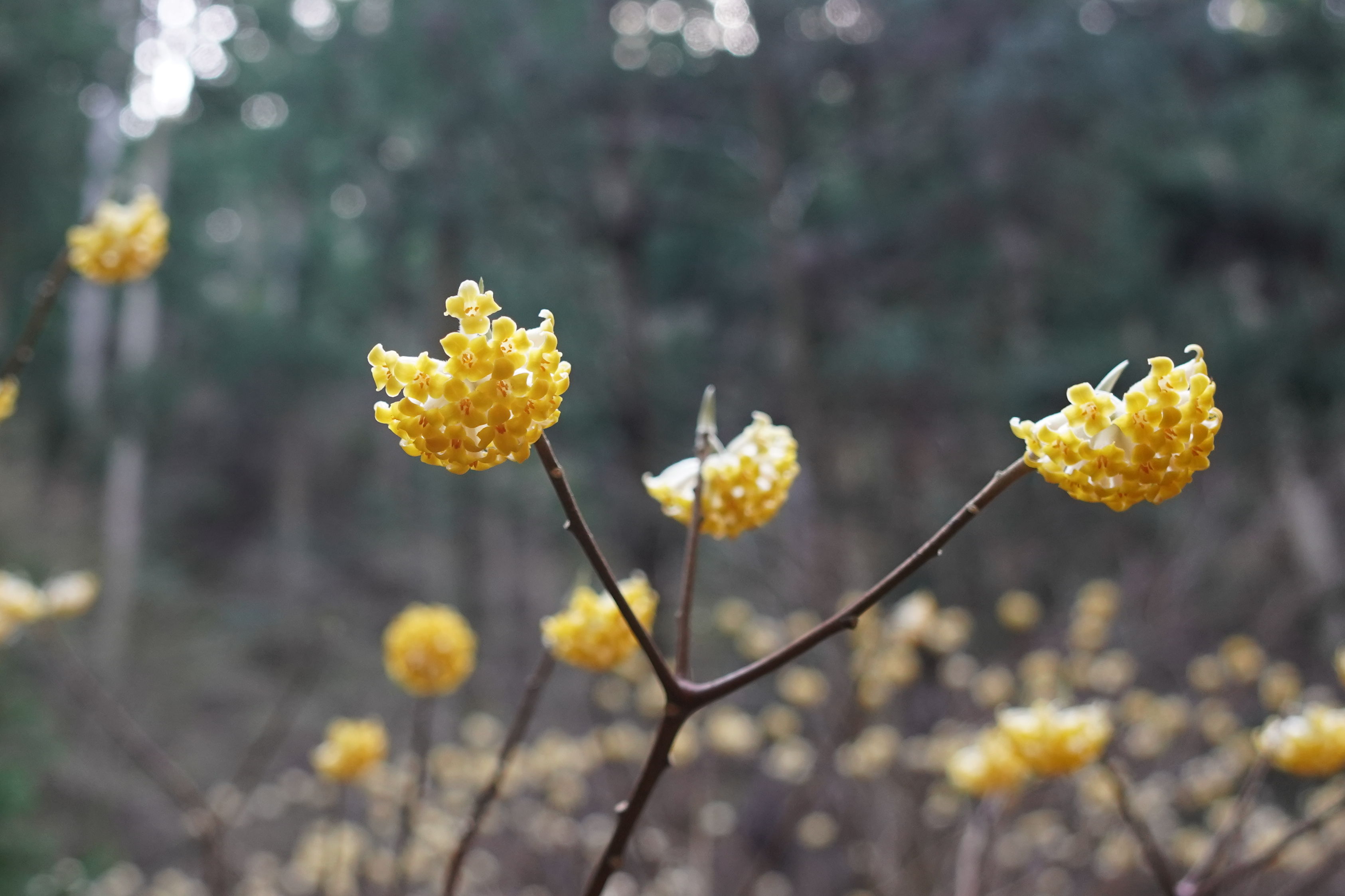 f:id:alpha_image:20190422025329j:plain