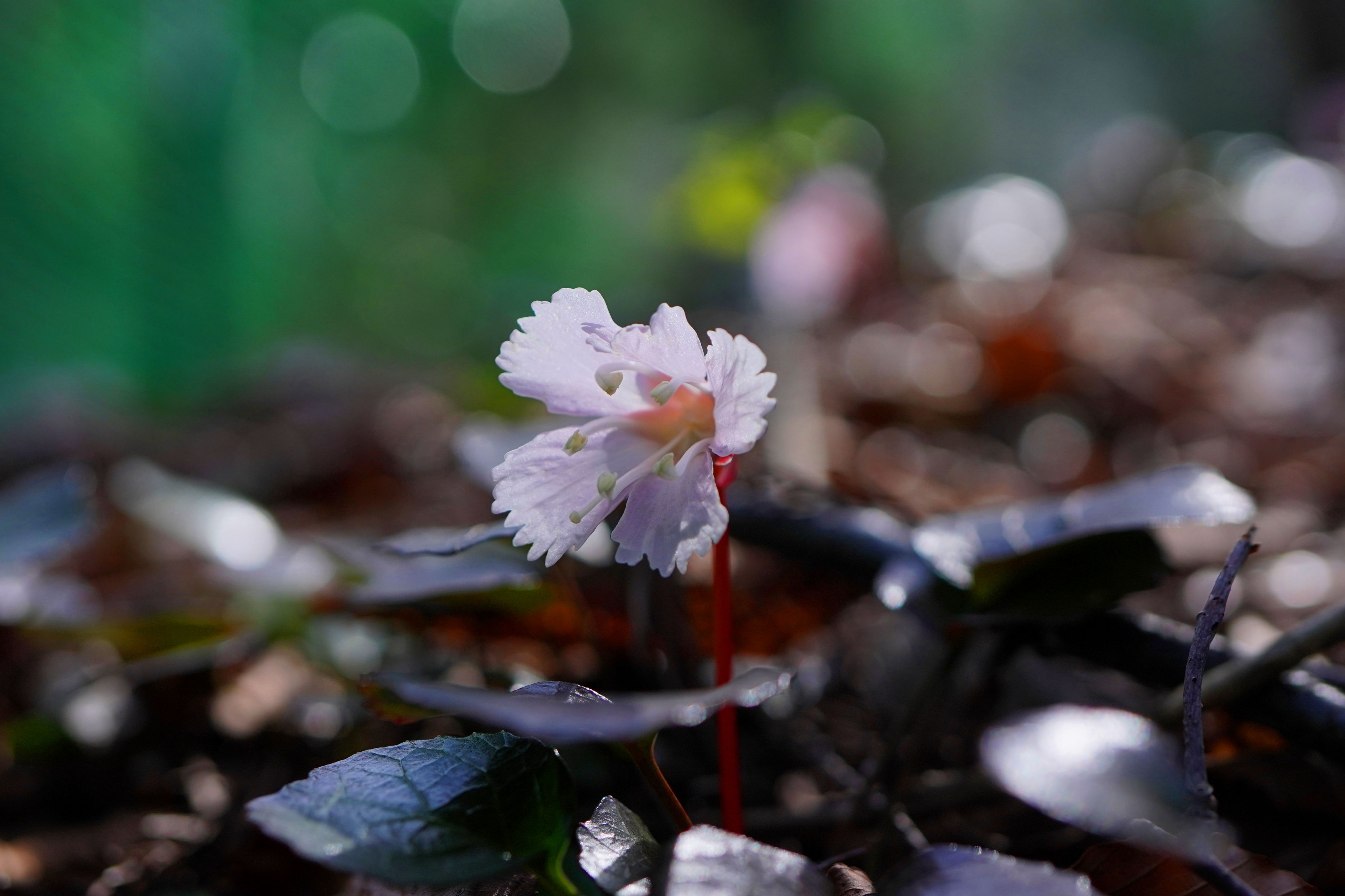f:id:alpha_image:20190422025506j:plain