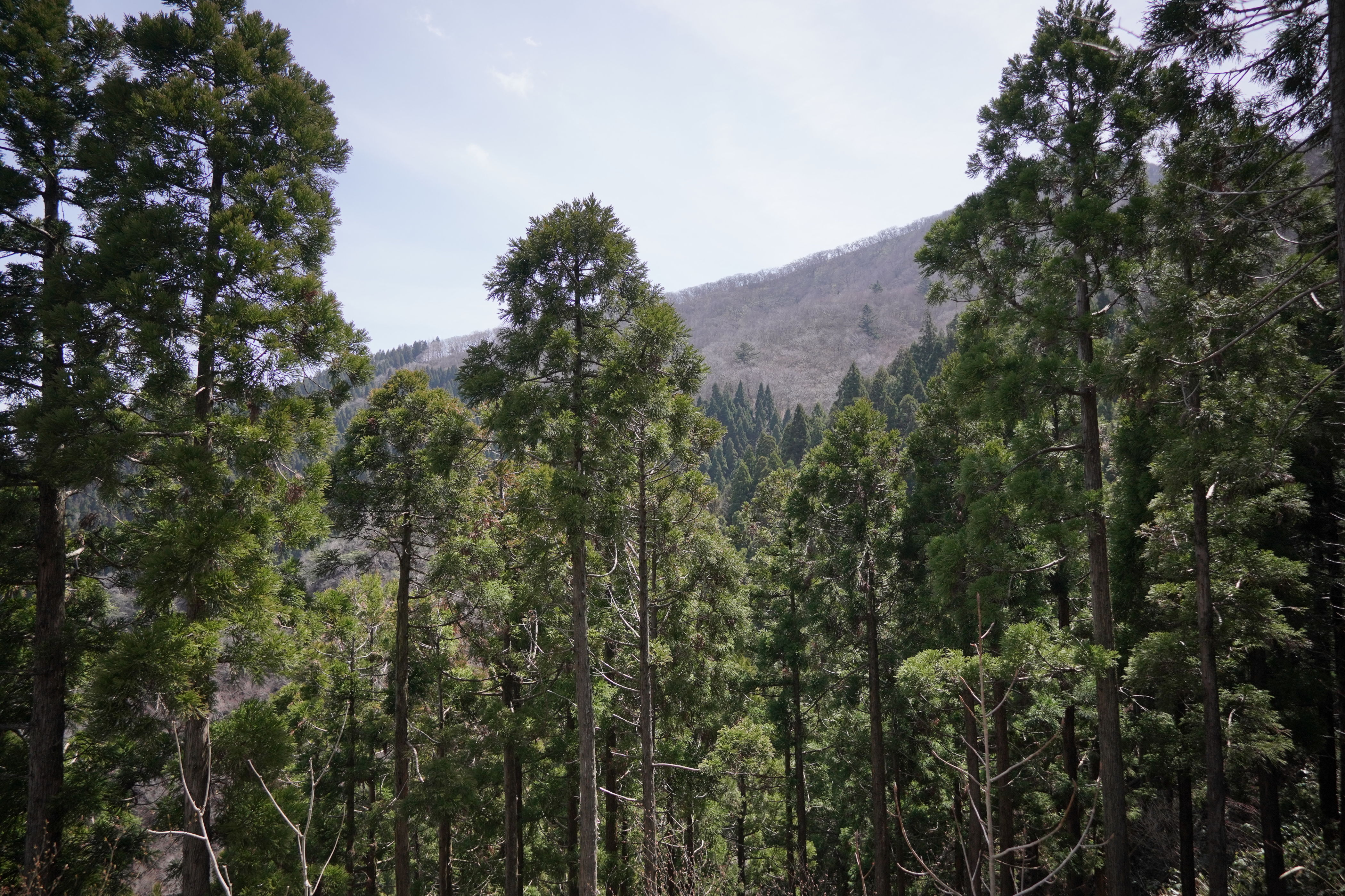 f:id:alpha_image:20190422025728j:plain