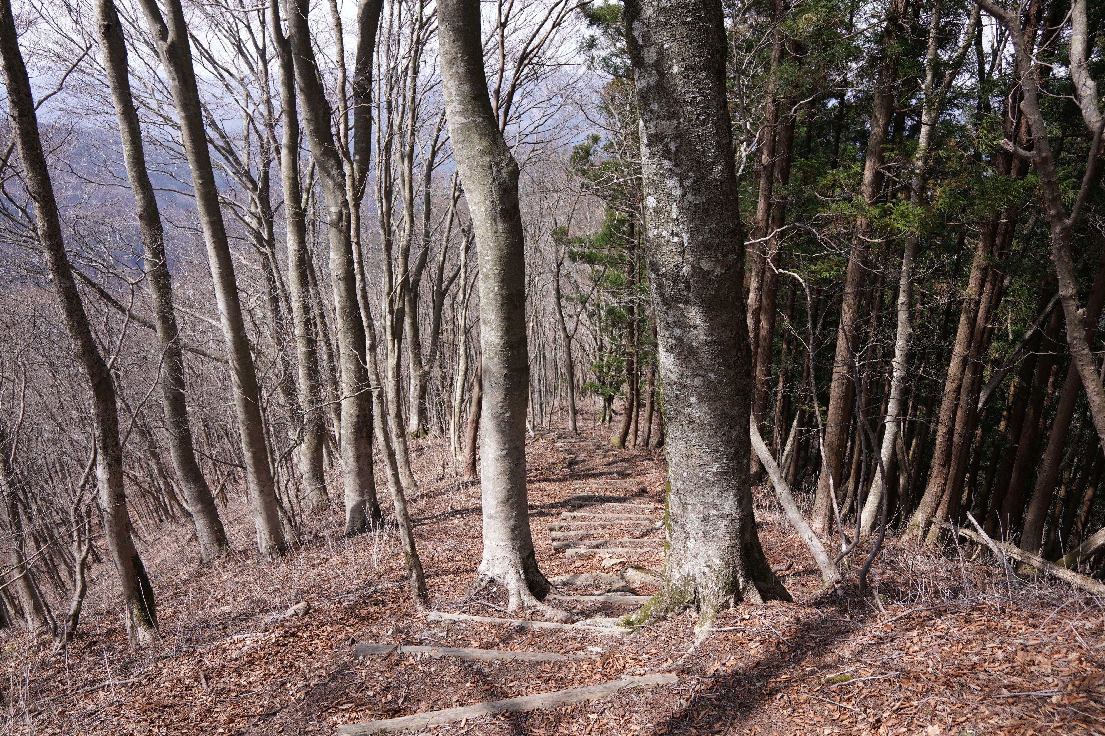 f:id:alpha_image:20190422030230j:plain