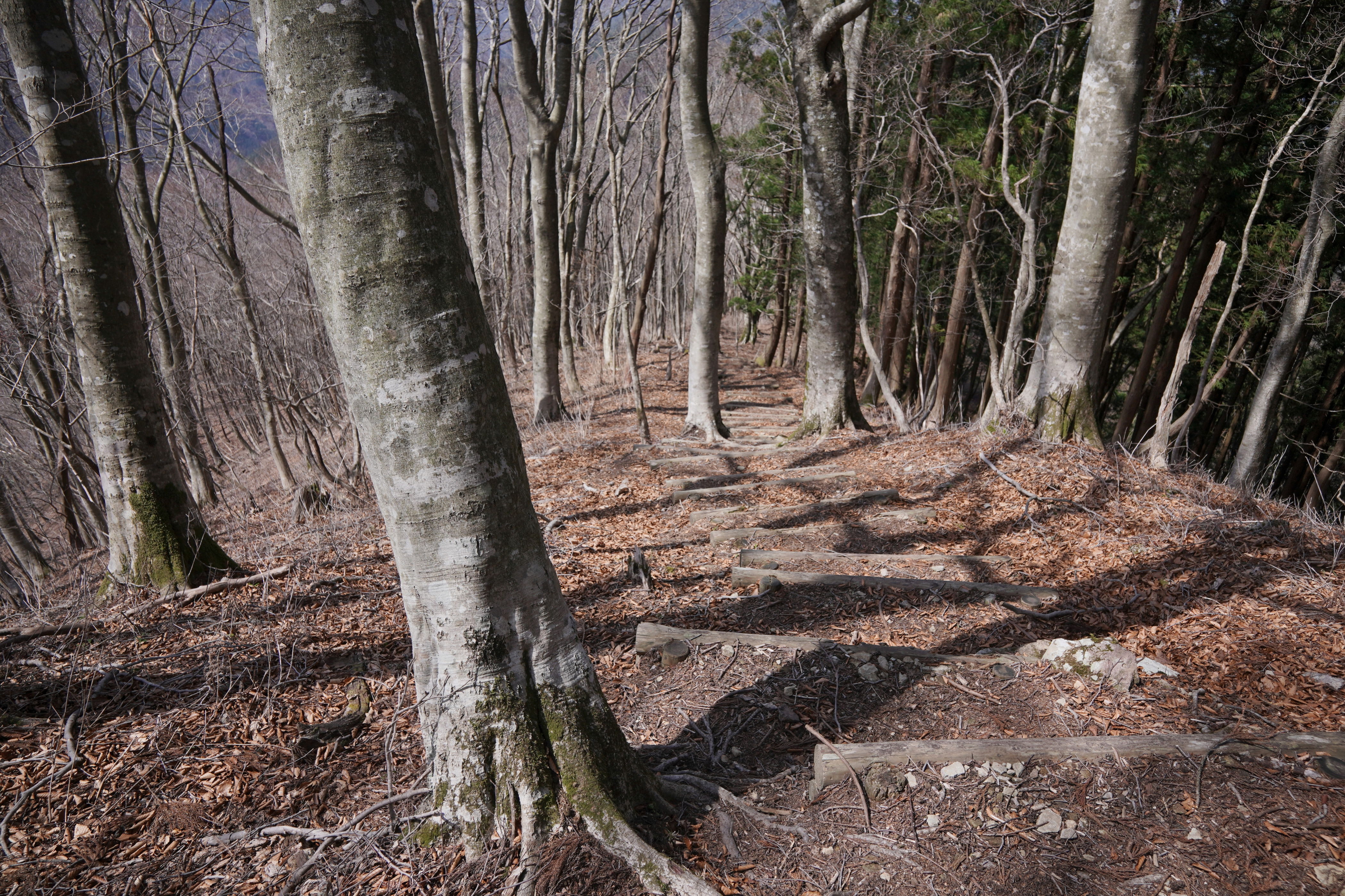 f:id:alpha_image:20190422030238j:plain