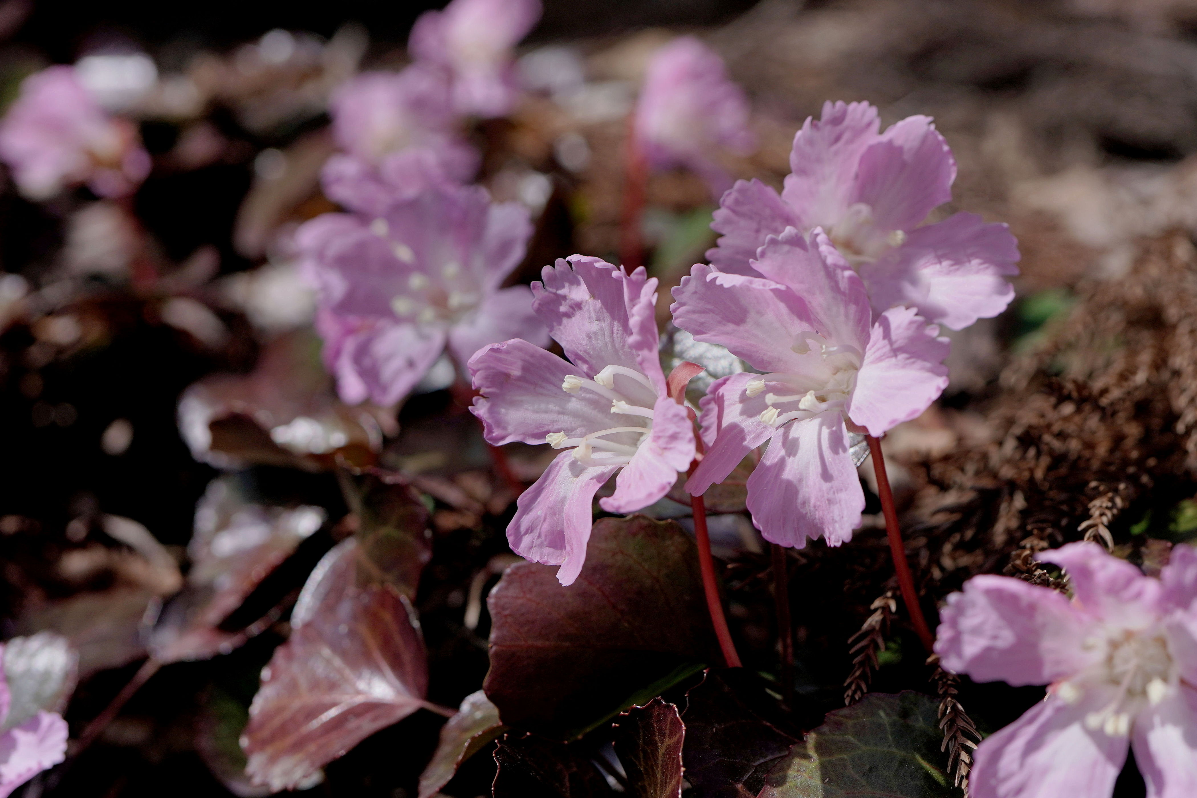 f:id:alpha_image:20190422030321j:plain