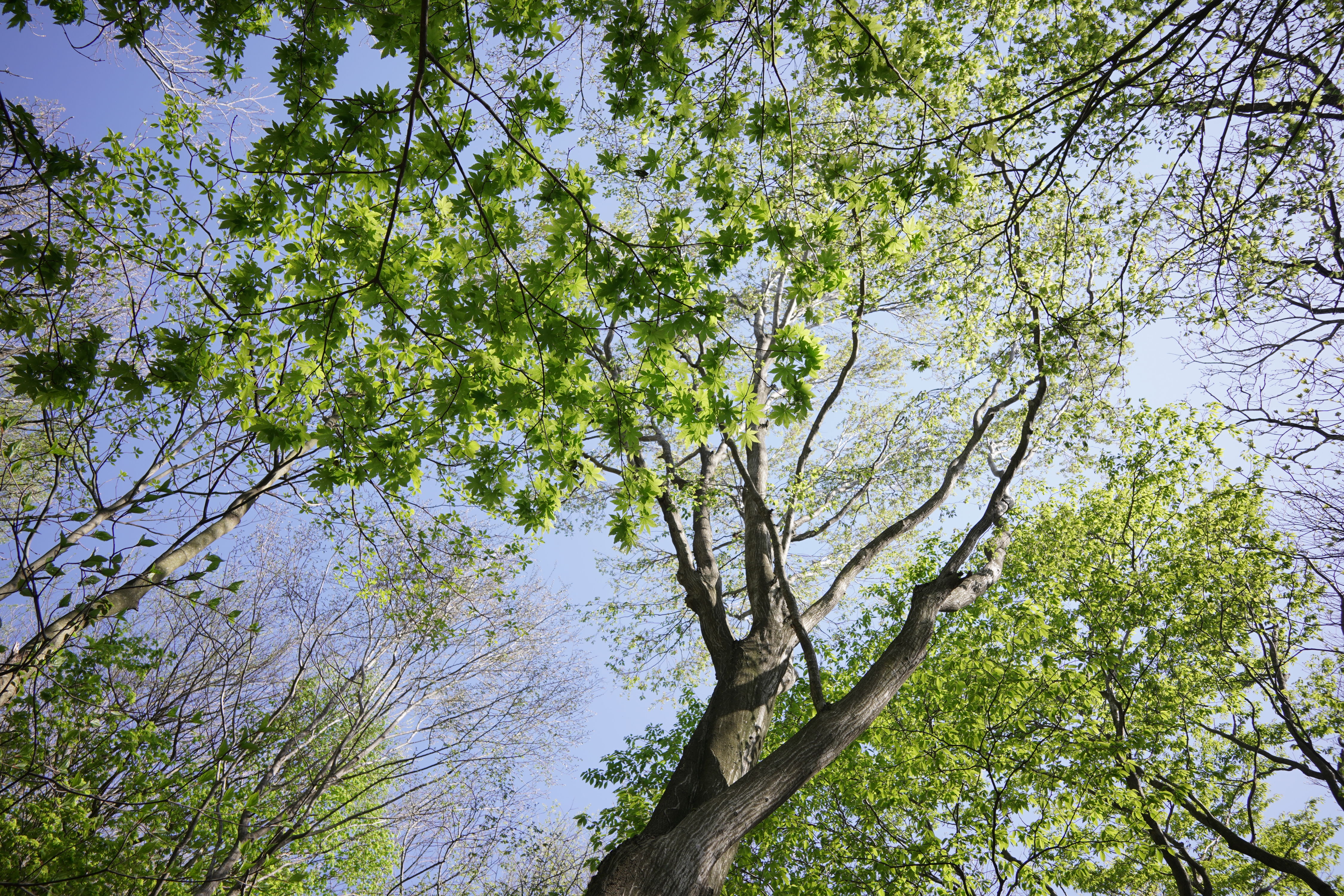 f:id:alpha_image:20190511024719j:plain