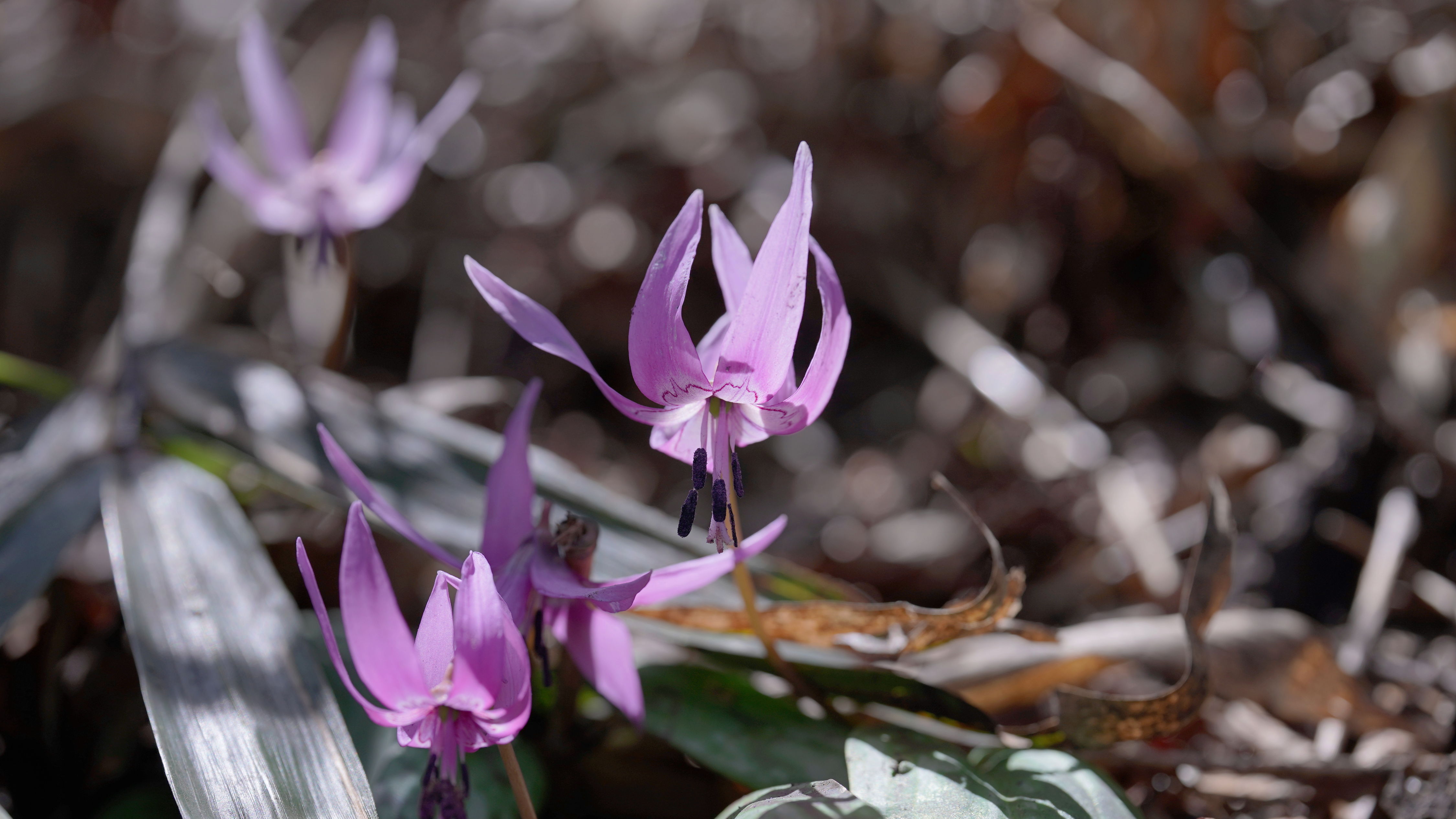 f:id:alpha_image:20190511024901j:plain