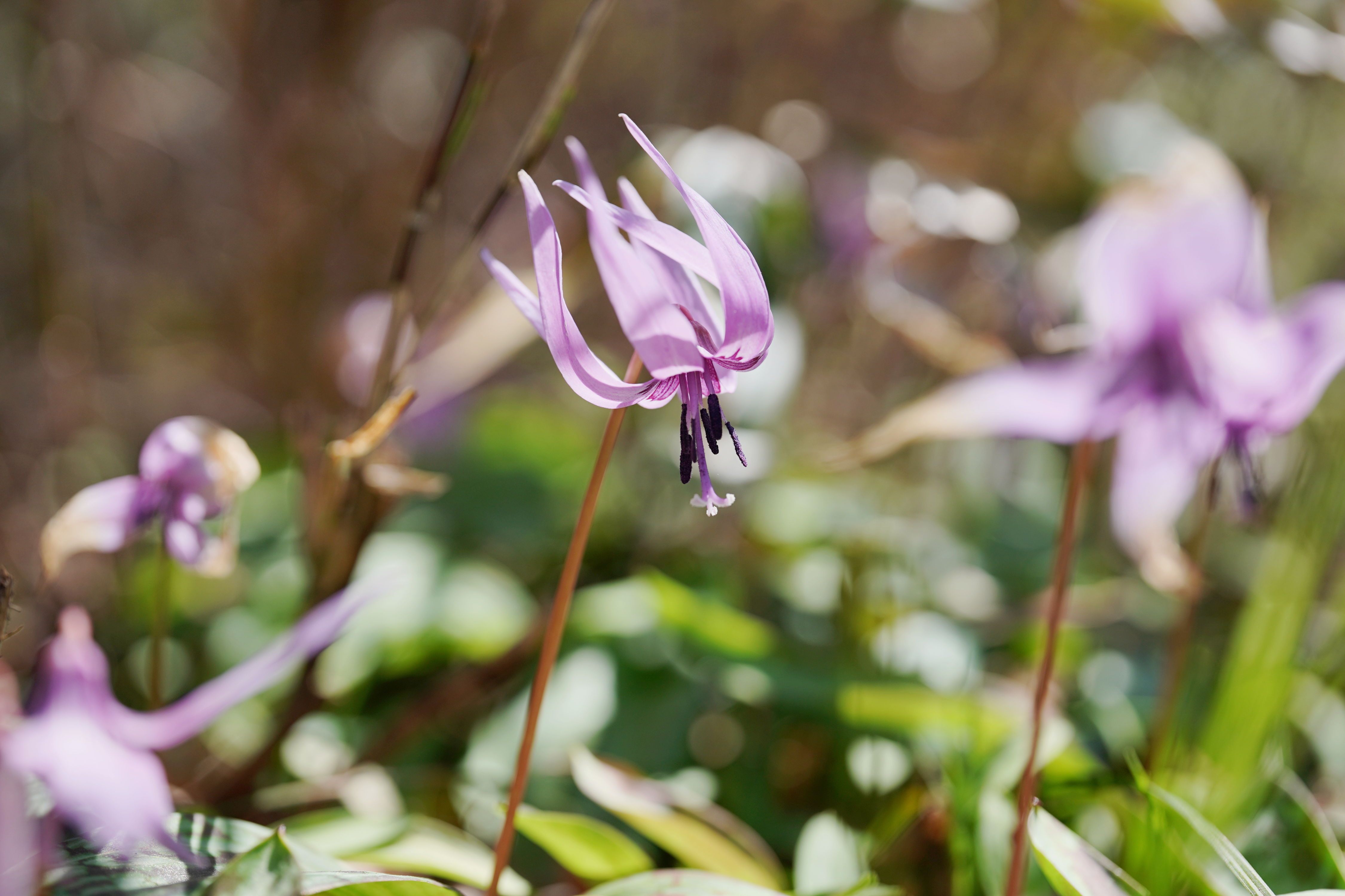 f:id:alpha_image:20190511025116j:plain