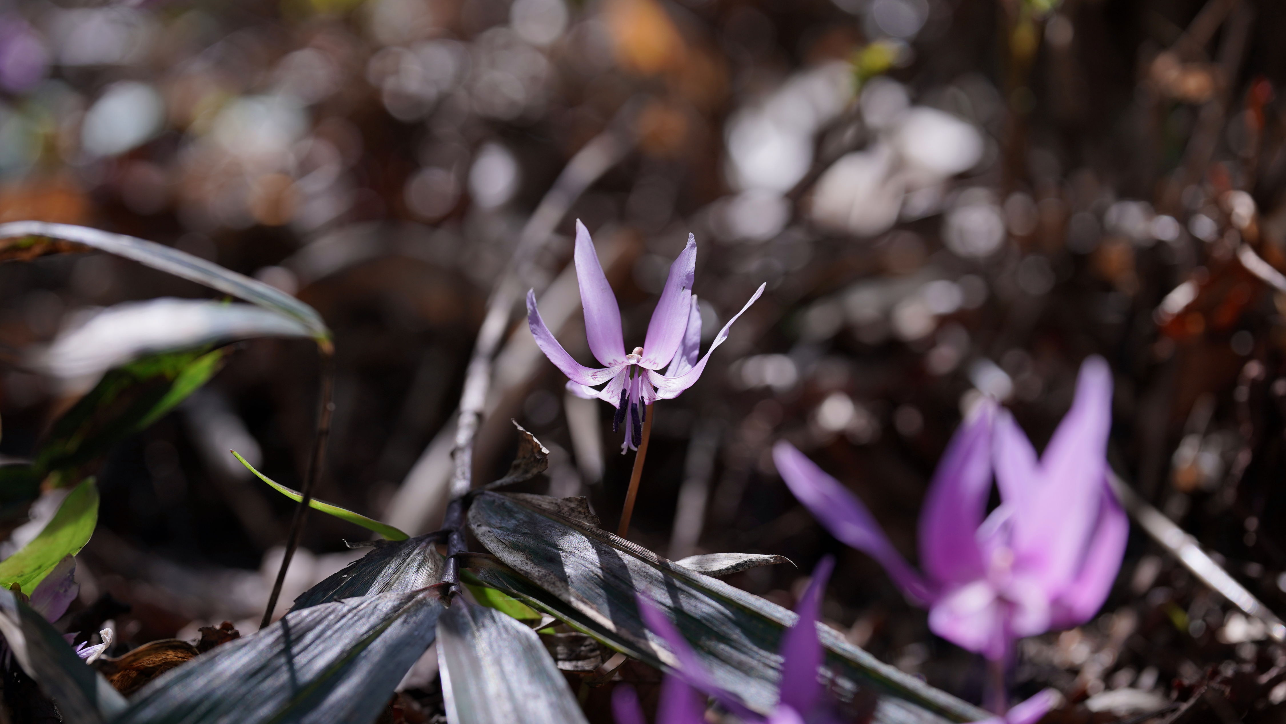 f:id:alpha_image:20190511025144j:plain