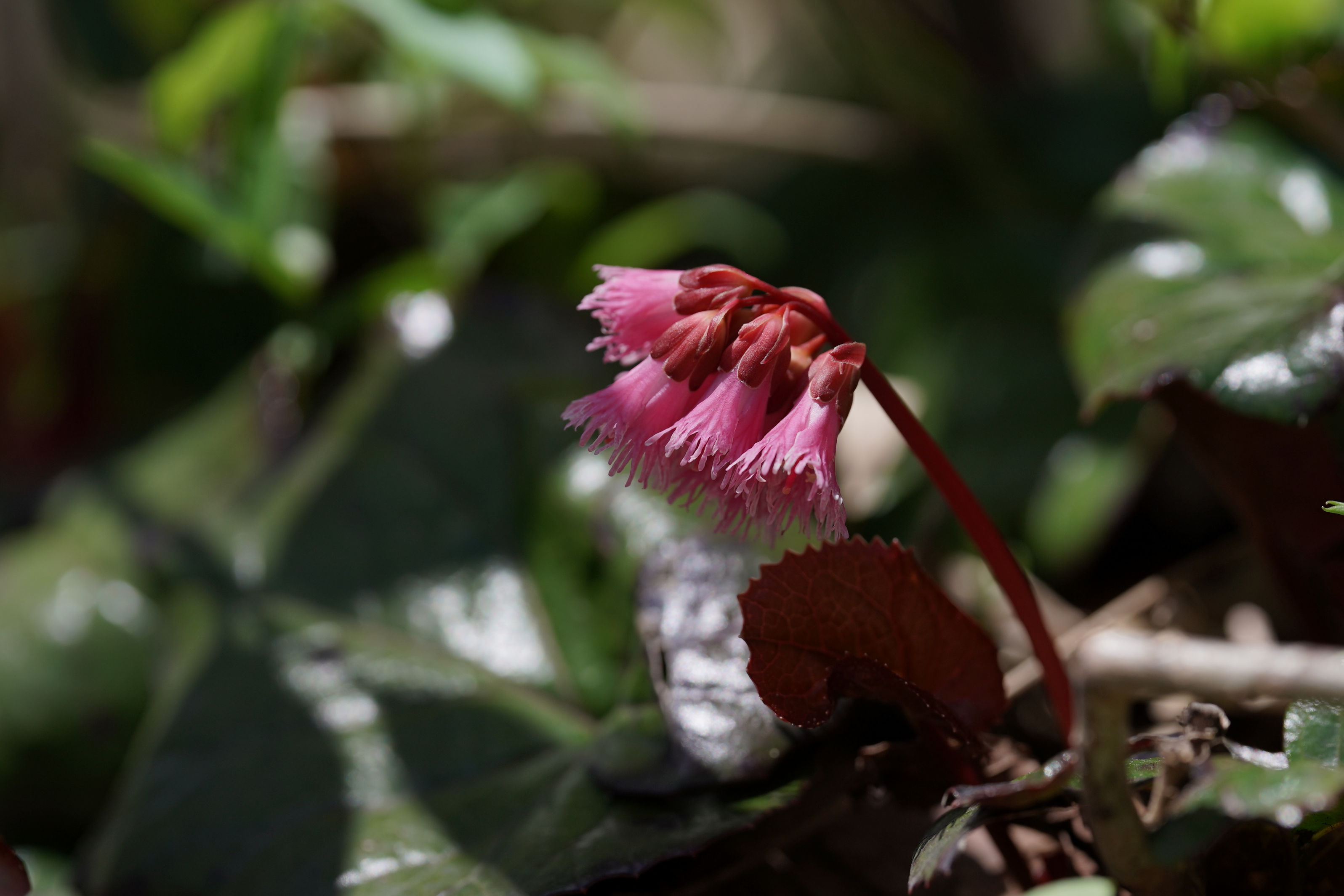 f:id:alpha_image:20190511025309j:plain