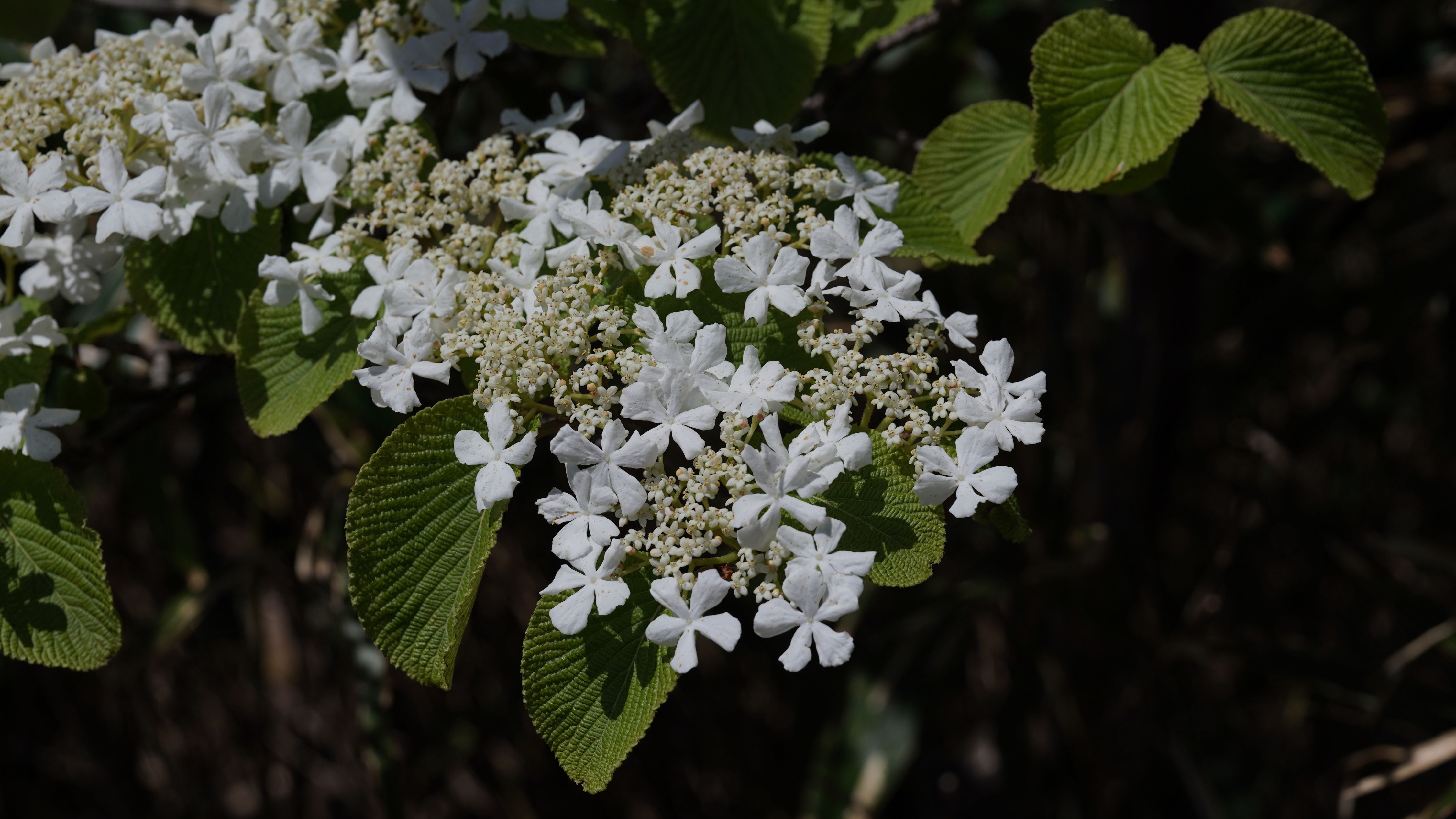 f:id:alpha_image:20190511025315j:plain