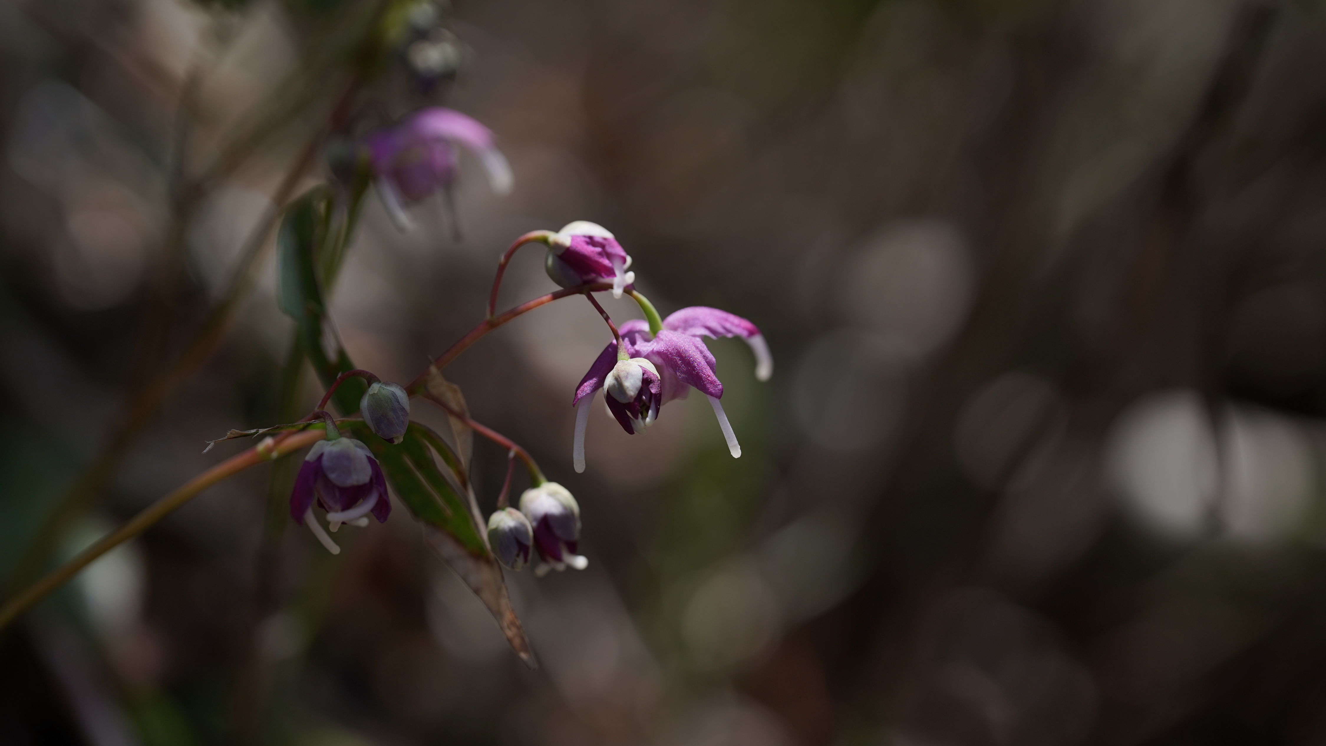 f:id:alpha_image:20190511025322j:plain