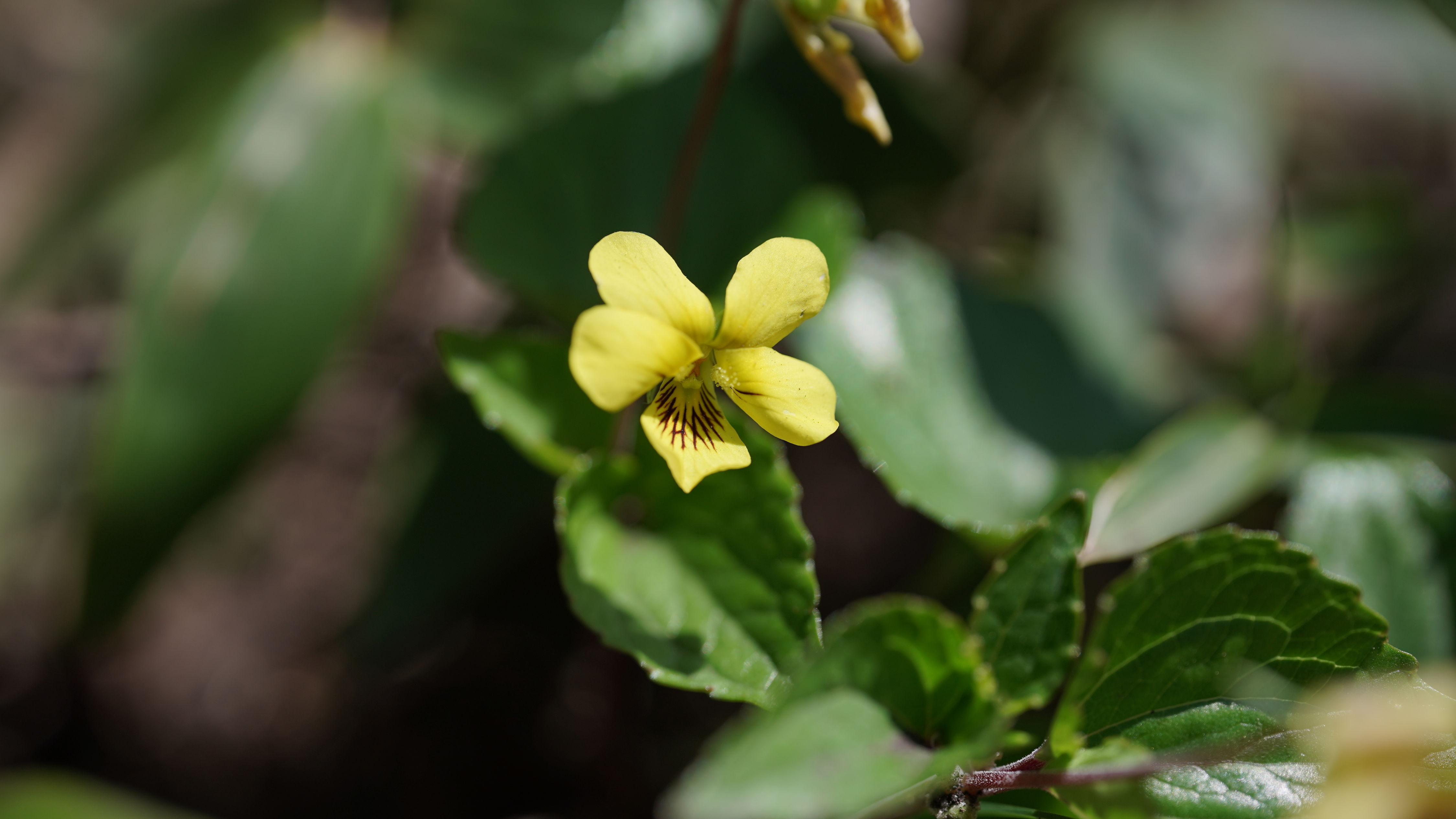 f:id:alpha_image:20190511025330j:plain
