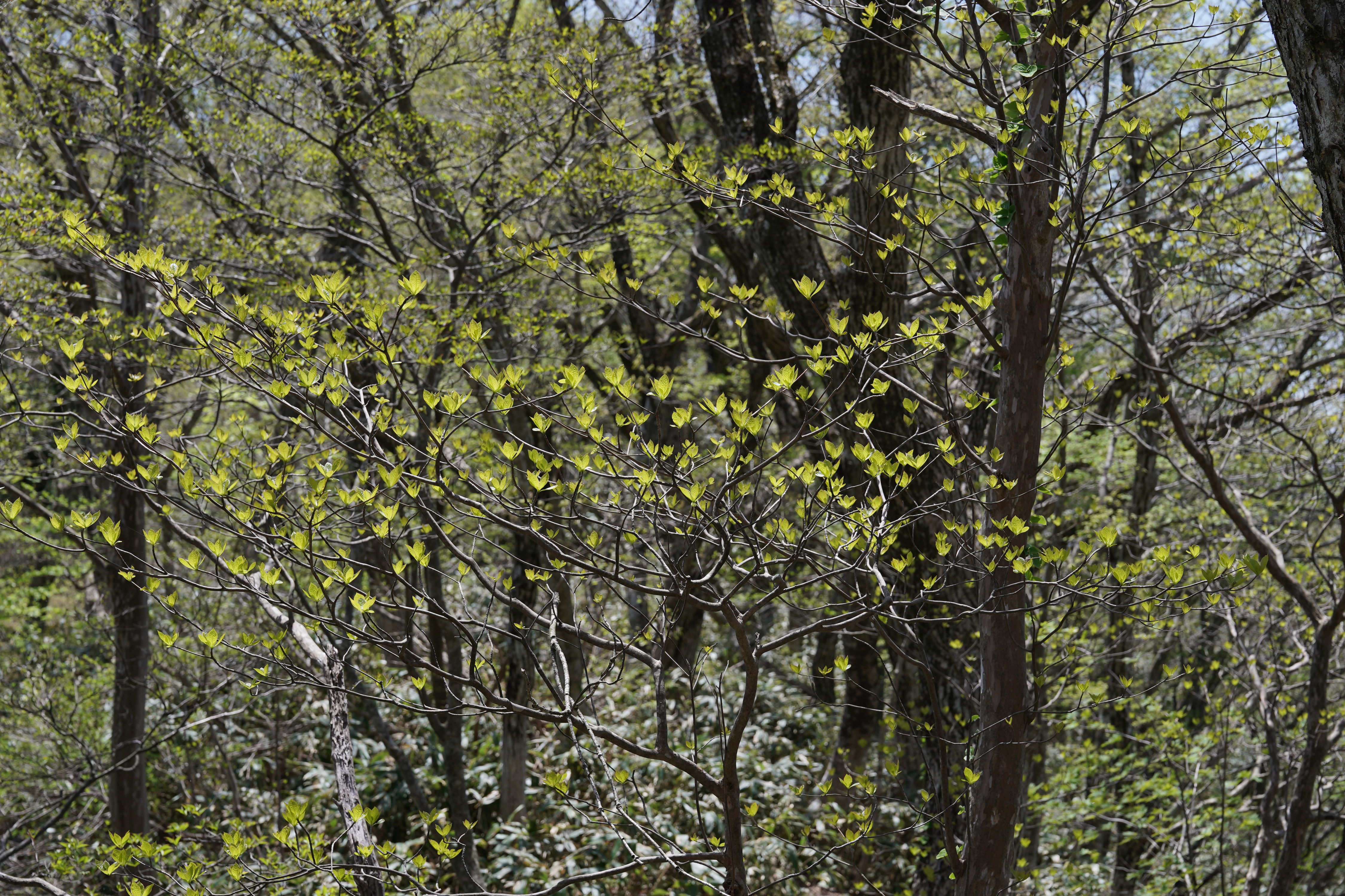 f:id:alpha_image:20190511025533j:plain