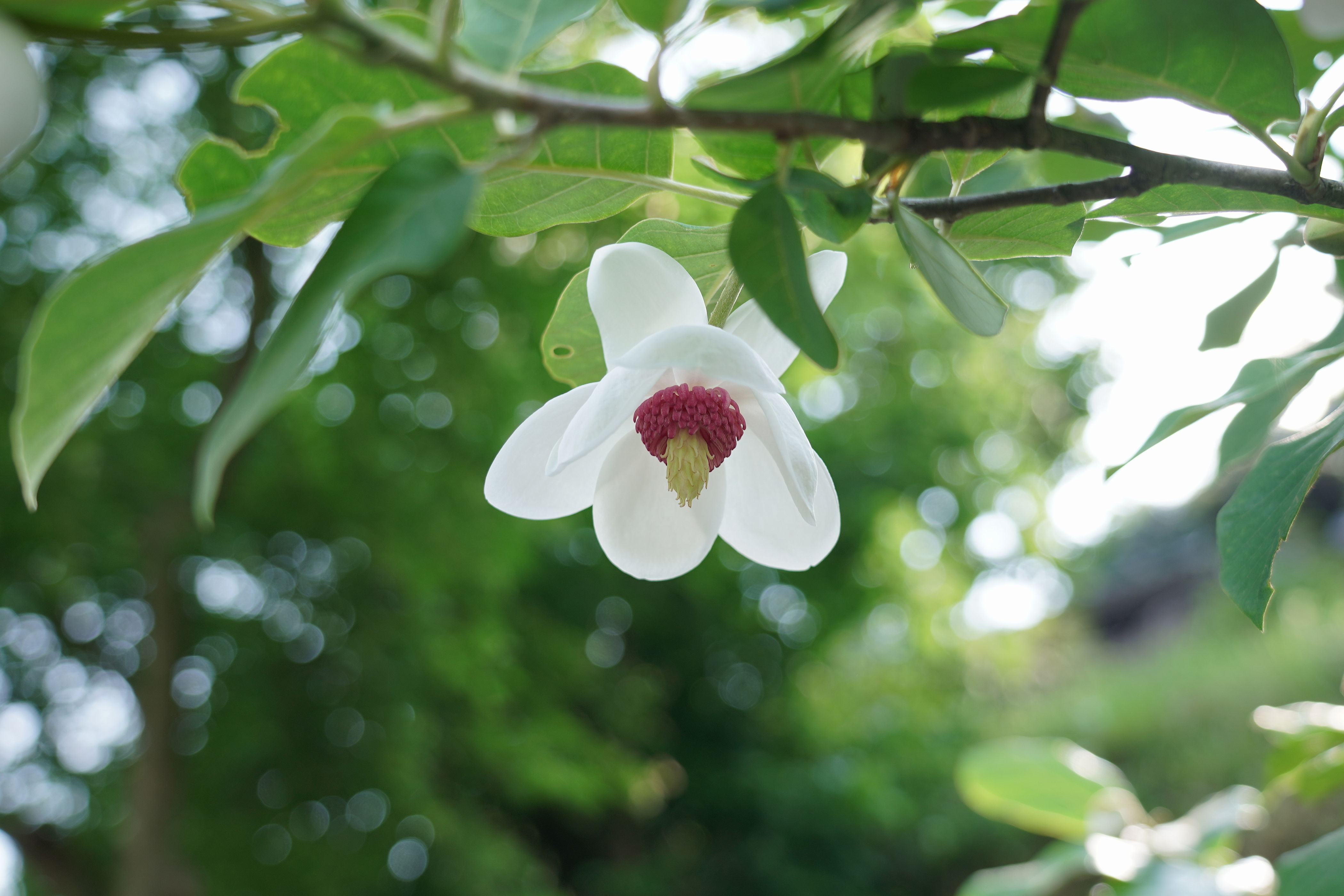f:id:alpha_image:20190615132220j:plain