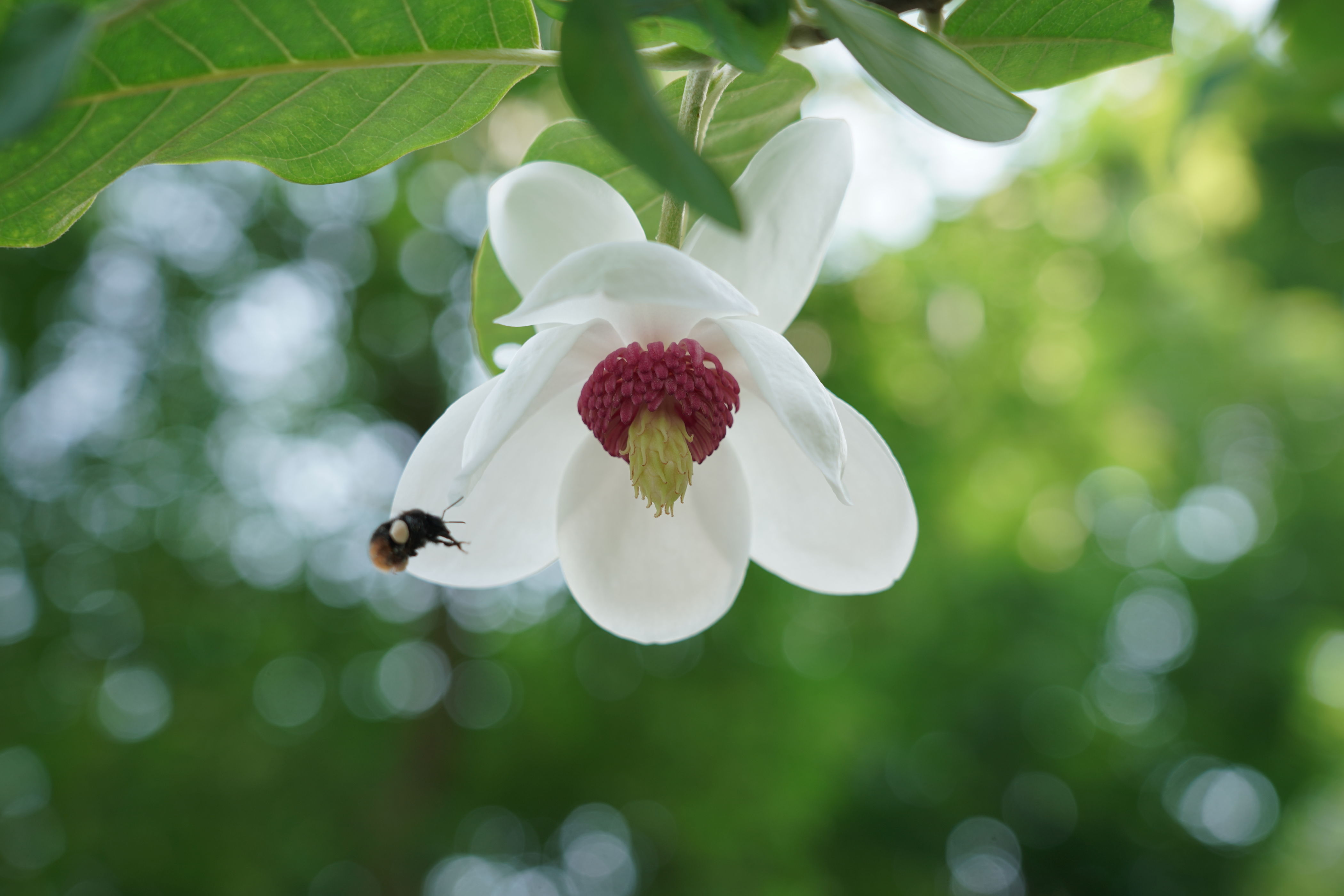 f:id:alpha_image:20190615132229j:plain