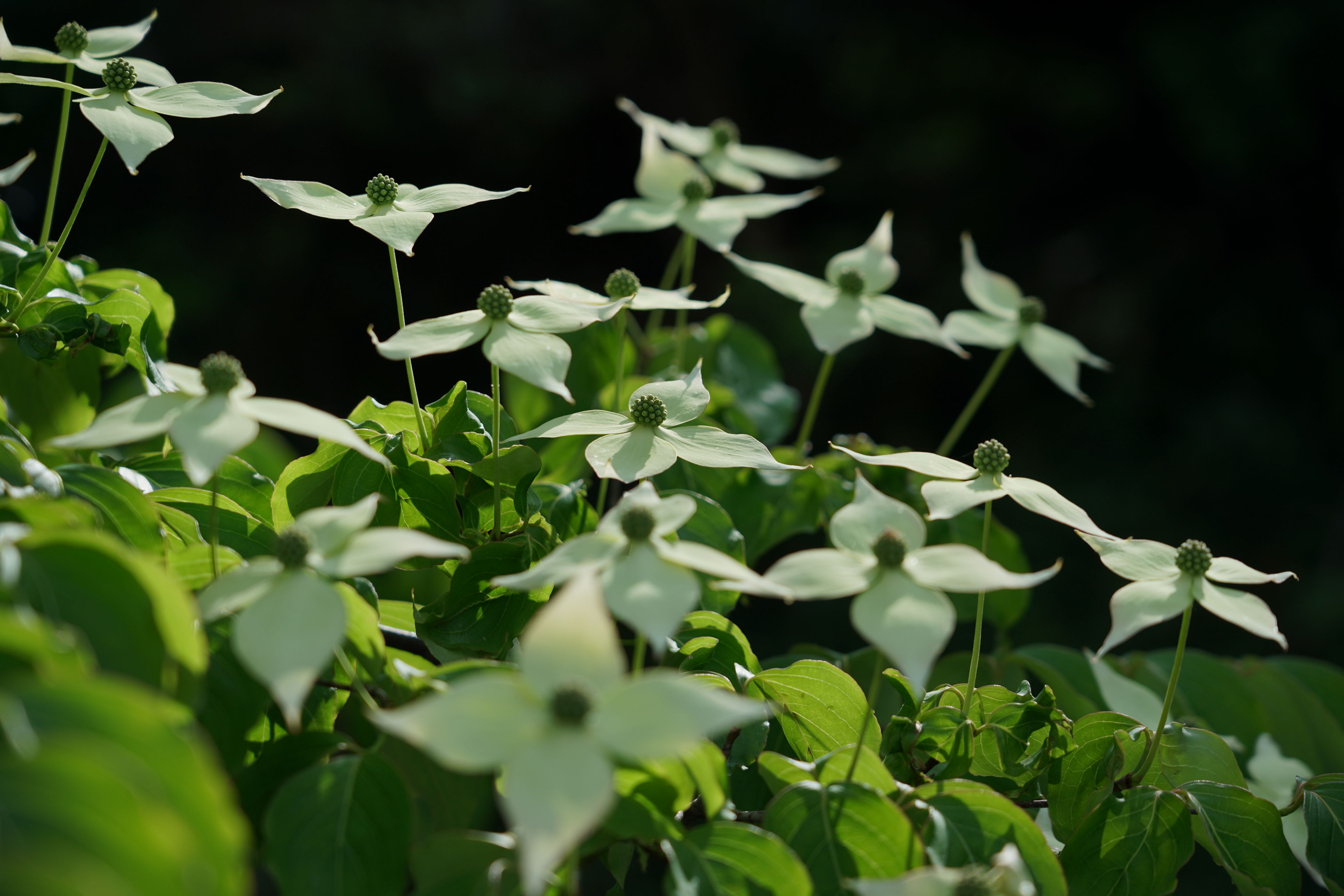 f:id:alpha_image:20190615132238j:plain