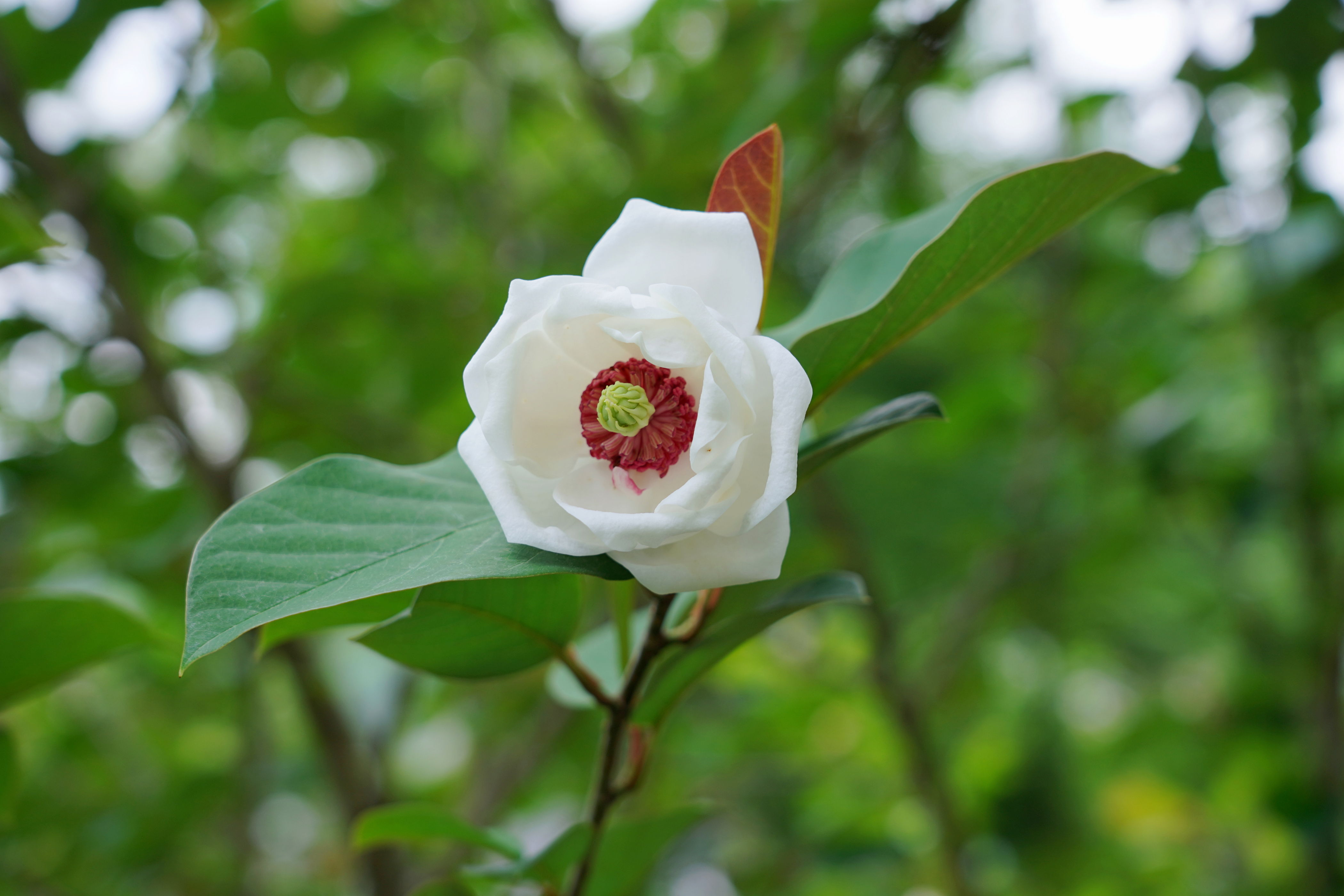 f:id:alpha_image:20190615132408j:plain