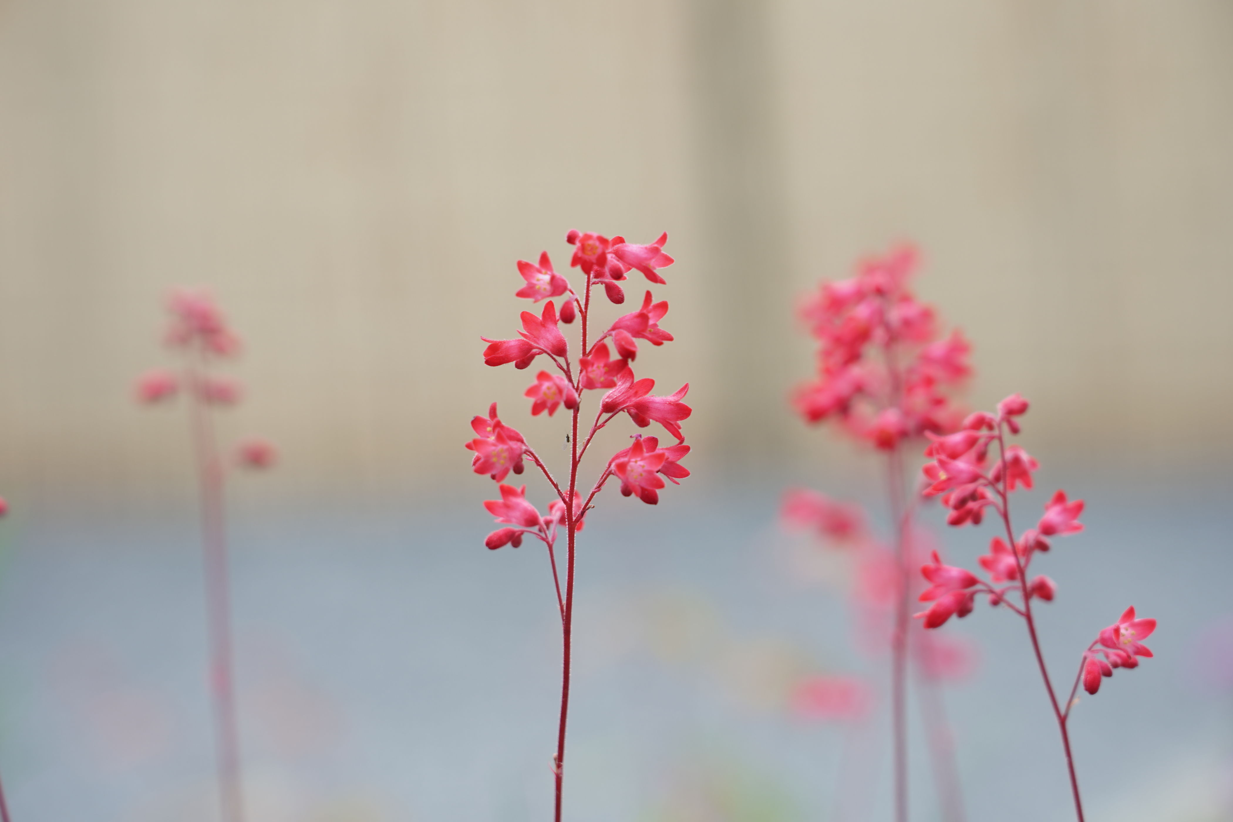 f:id:alpha_image:20190615132425j:plain