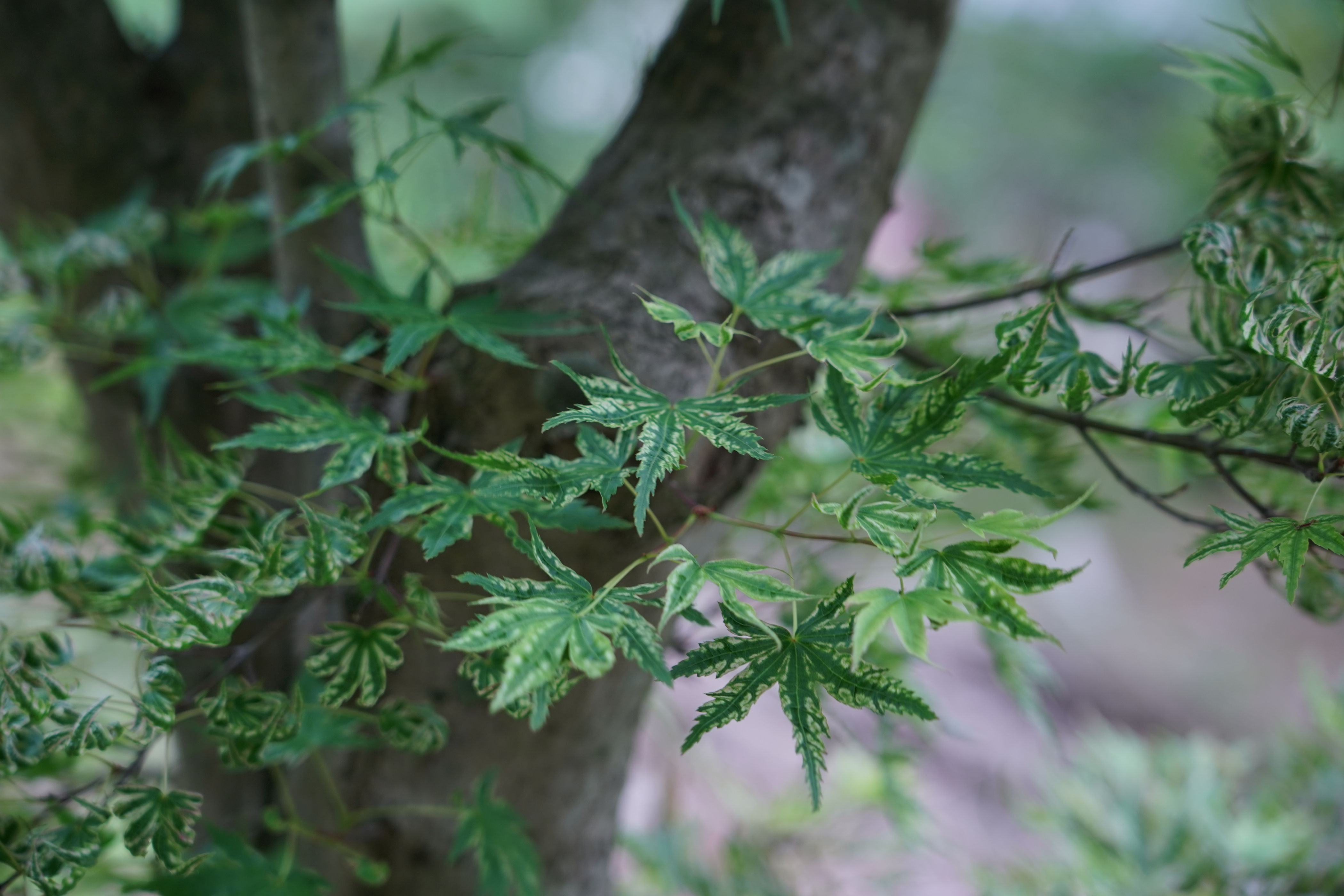 f:id:alpha_image:20190615132557j:plain